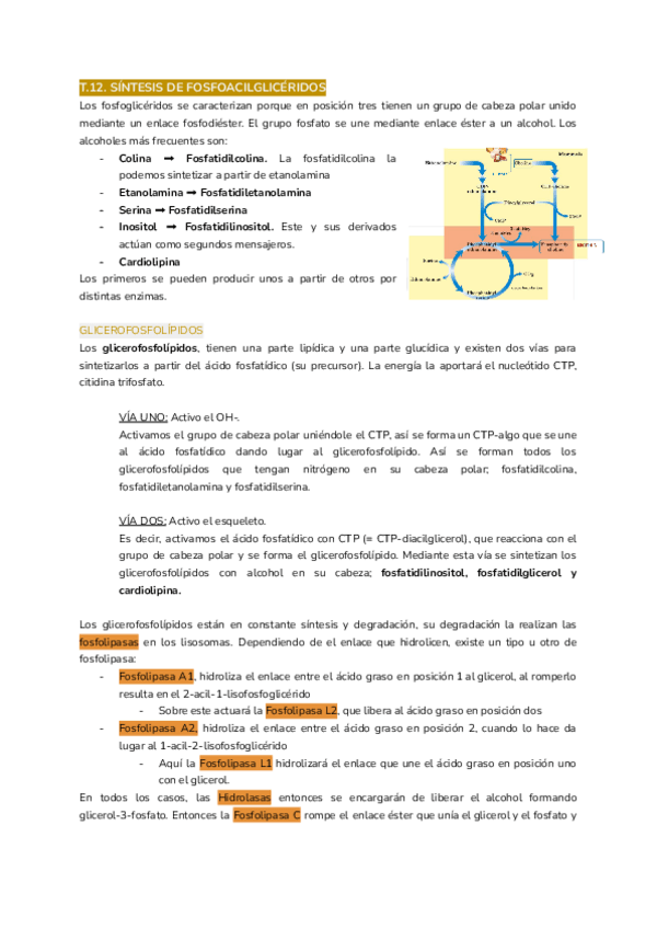 Miniatura del documento T.12.-SINTESIS-DE-FOSFOACILGLICERIDOS.pdf