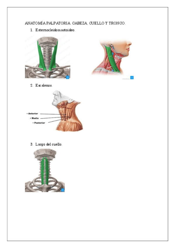Miniatura del documento ANATOMIA-PALPATORIA.-Cabeza-cuello-y-tronco.pdf