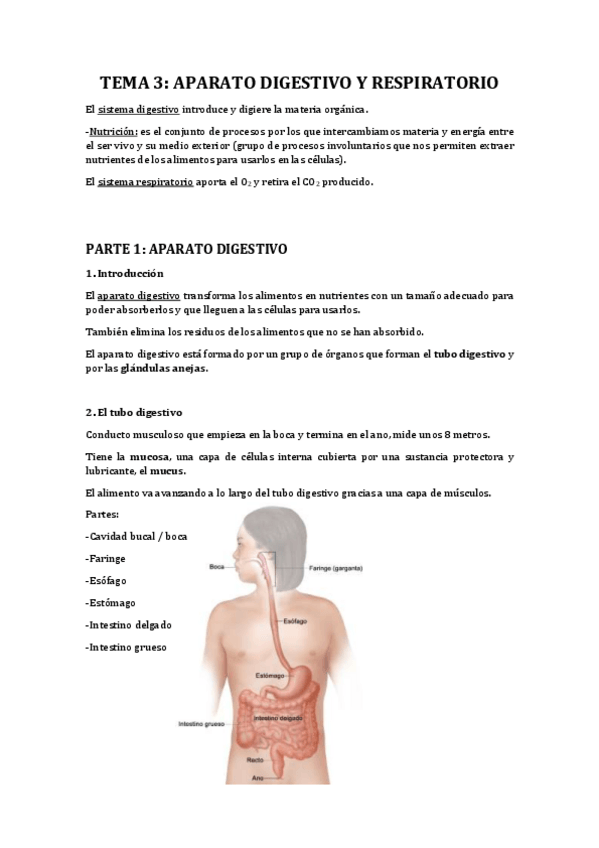 Miniatura del documento BIOLOGIA.-Aparatos-digestivo-y-respiratorio-3o-ESO.pdf
