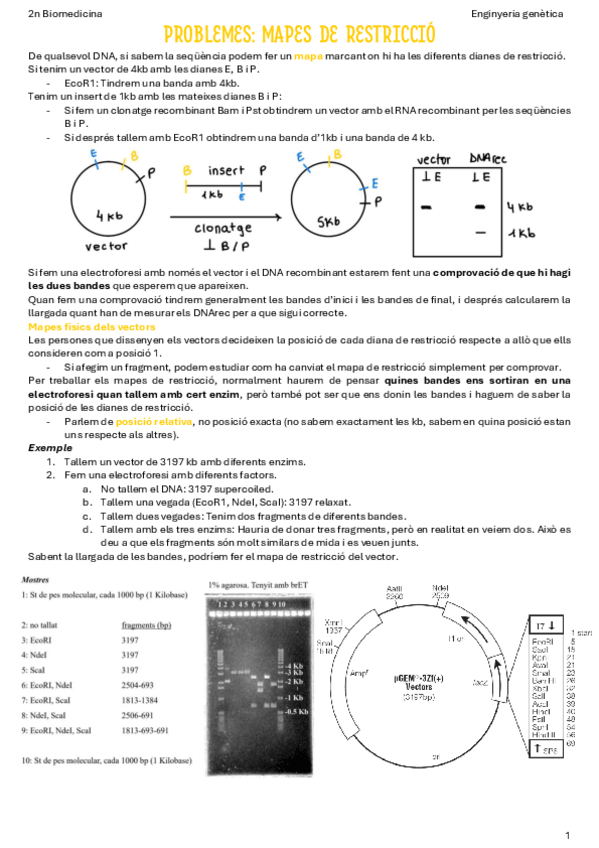 Miniatura del documento Mapes-de-restriccio.pdf