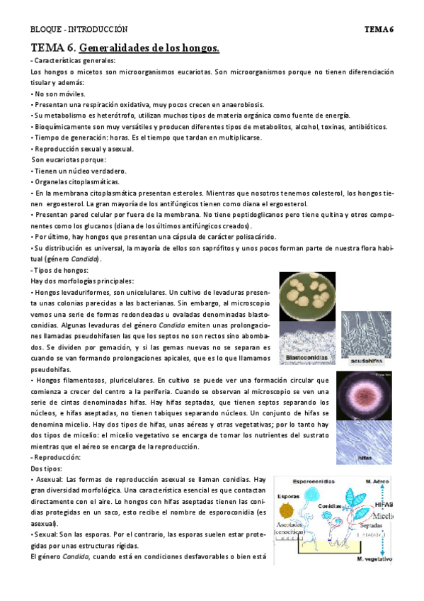 Miniatura del documento T6 - gen hongos.pdf
