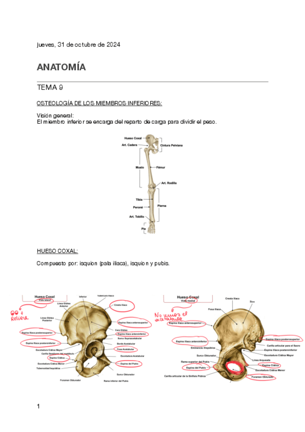 Miniatura del documento Tema-9-anatomia.pdf