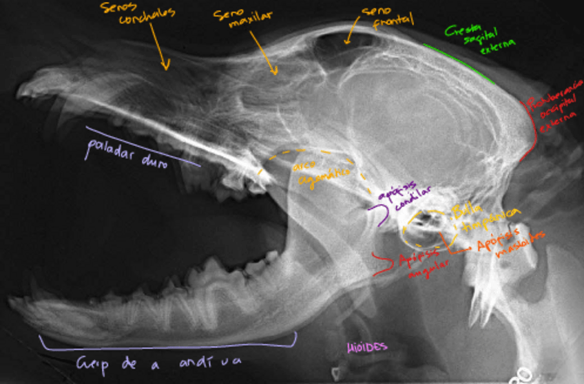 Miniatura del documento Radiografias-cabeza-perro.pdf
