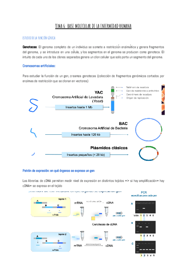 Miniatura del documento TEMA-6-BASE-MOLECULAR-DE-LA-ENFERMEDAD-HUMANA.pdf