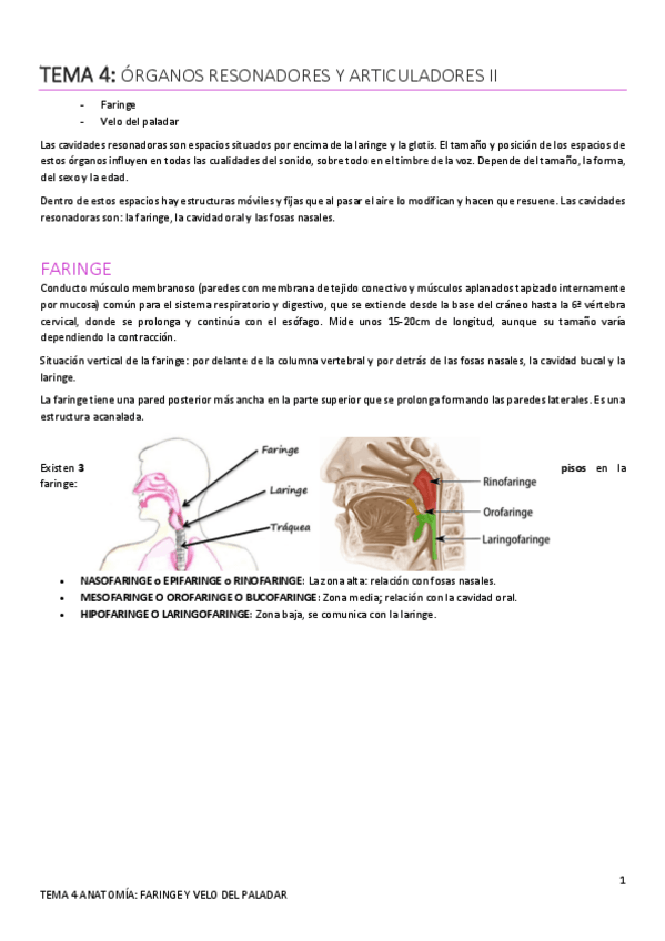Miniatura del documento Tema-4.-Faringe-y-velo-del-paladar.pdf