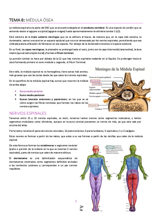 Miniatura del documento Tema-8.-Medula-espinal.pdf