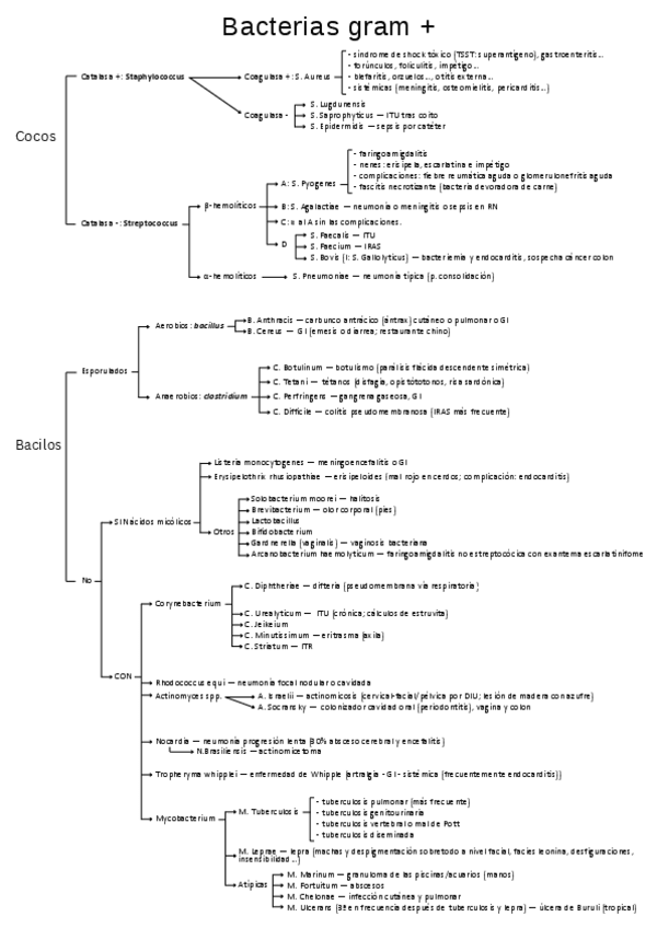 Miniatura del documento Clasificacion-de-las-bacterias-esquema.pdf