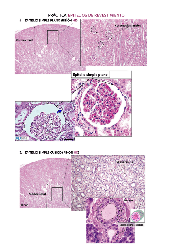 Miniatura del documento CITO-PRACTICAS-EPITELIOS-Y-CONJUNTIVO.pdf