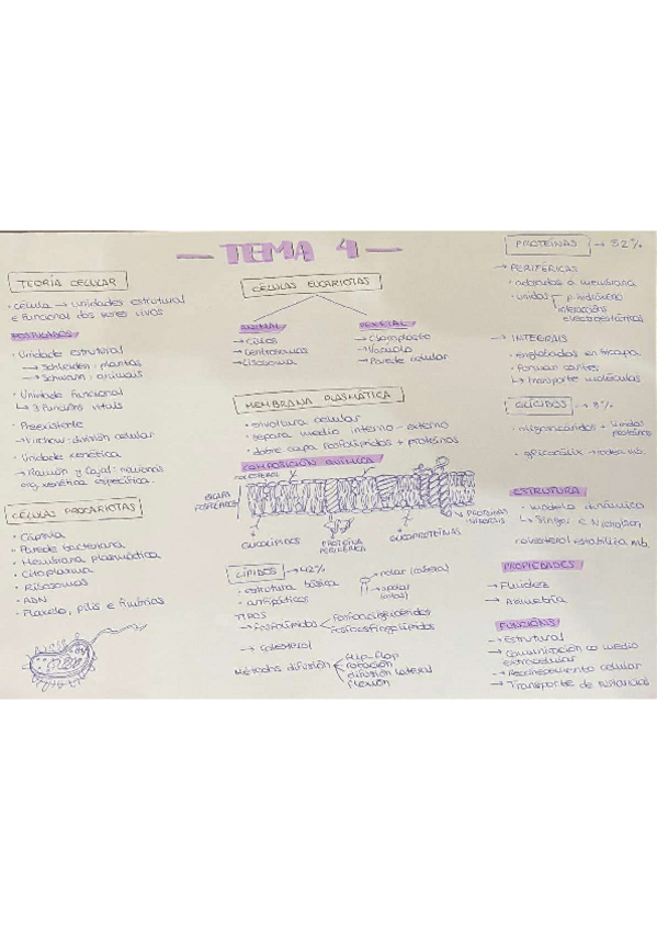 Miniatura del documento ESQUEMAS-CELULA-Y-ORGANULOS.pdf