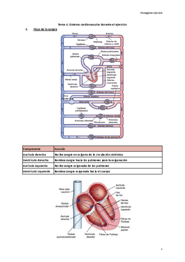 Miniatura del documento Tema-4.-Sistema-cardiovascular-durante-el-ejercicio.pdf