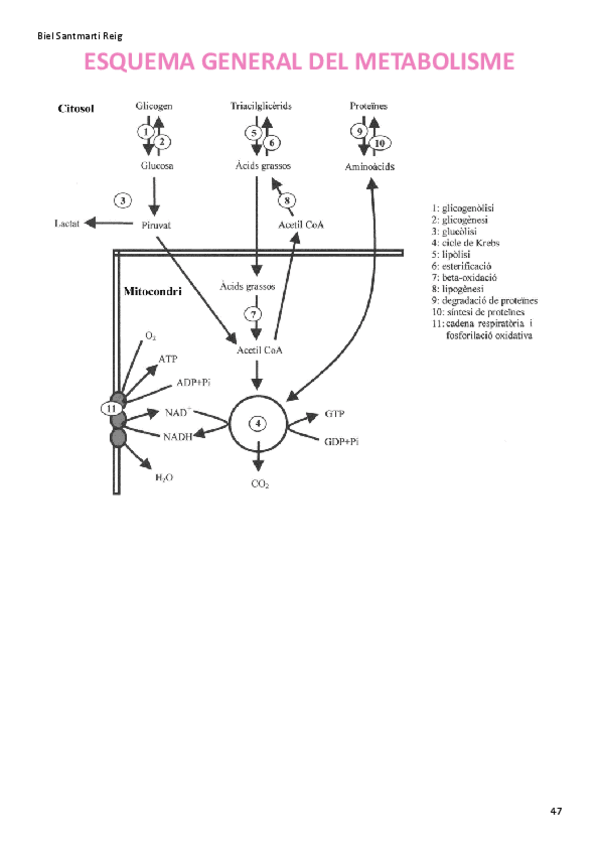 Miniatura del documento ESQUEMA-GENERAL-DEL-METABOLISME.pdf
