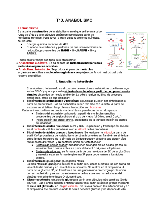 Miniatura del documento 13.-ANABOLISMO.pdf