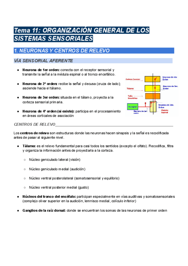 Miniatura del documento Tema-11-ORGANIZACION-GENERAL-DE-LOS-SISTEMAS-SENSORIALES.pdf
