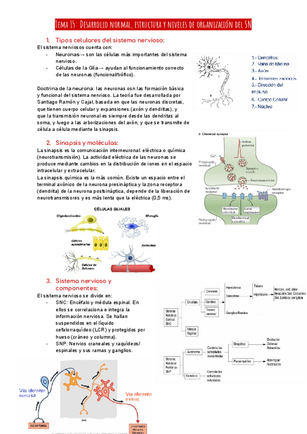 Miniatura del documento Tema-15-Desarrollo-normal-estructura-y-niveles-de-organizacion-del-SN.pdf