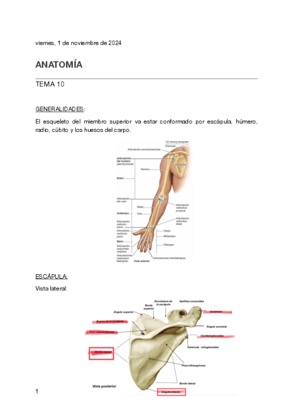 Miniatura del documento Tema-10-anatomia.pdf