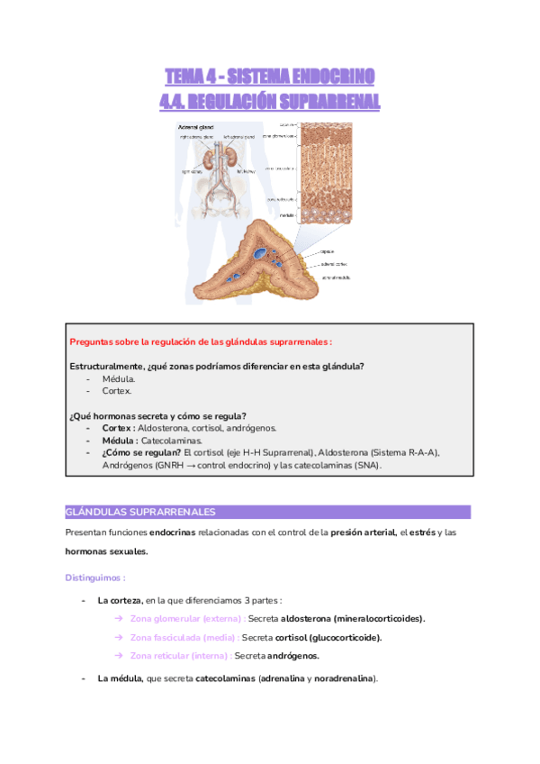 Miniatura del documento TEMA-4.4.-SISTEMA-ENDOCRINO-REGULACION-SUPRARRENAL.pdf