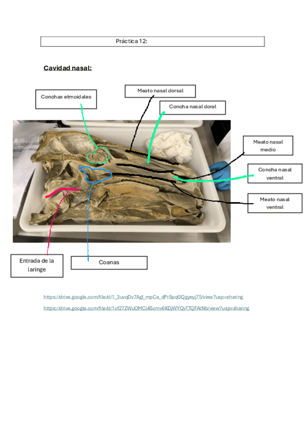 Miniatura del documento ESPLACNOLOGIA-2o-parcial-anatomia-1.pdf