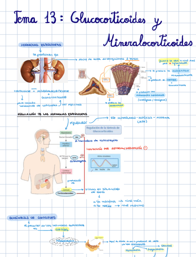 Miniatura del documento TEMA-13-Glucocorticoides-y-Mineralocorticoides.pdf