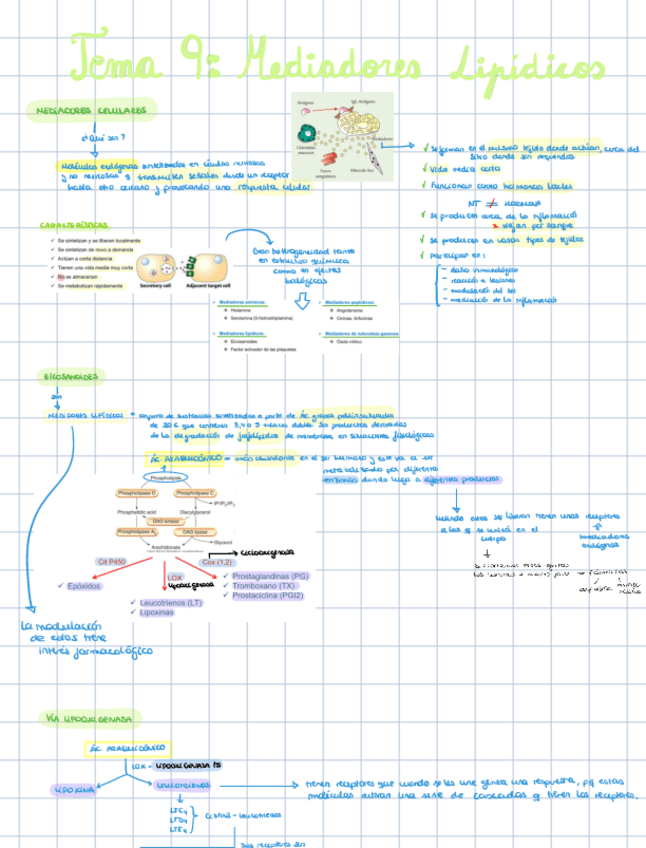 Miniatura del documento TEMA-9-Mediadores-Lipidicos.pdf