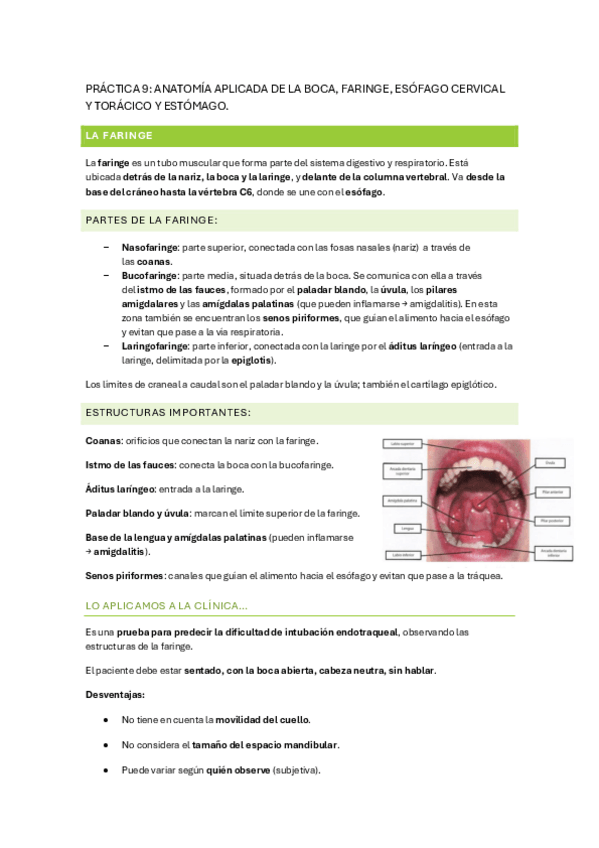 Miniatura del documento PRACTICA-9.-ANATOMIA.pdf