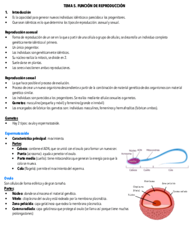 Miniatura del documento Tema-5-Salud-e-higiene.pdf