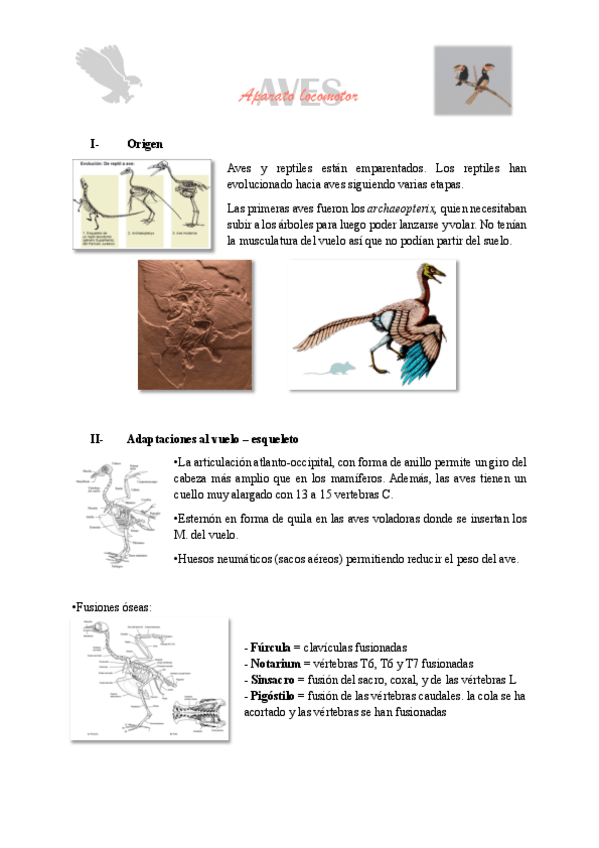 Miniatura del documento Aves-Aparato-locomotor.pdf