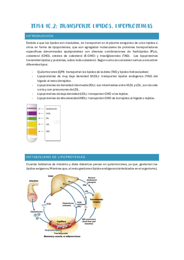 Miniatura del documento Tema-10.2-Transporte-lipidos.-Lipoproteinas.pdf