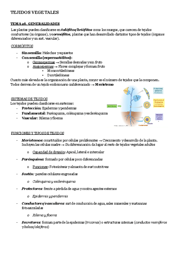 Miniatura del documento Tejidos-vegetales.pdf