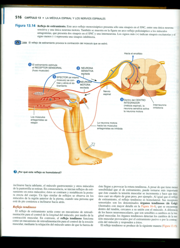 Miniatura del documento Reflejos-y-vias.pdf