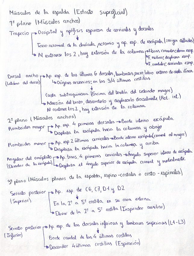 Miniatura del documento Anatomía: Músculos de la espalda.pdf