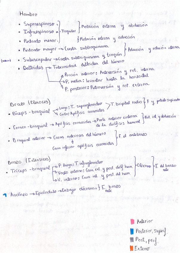 Miniatura del documento Anatomía: Músculos del miembro superior.pdf