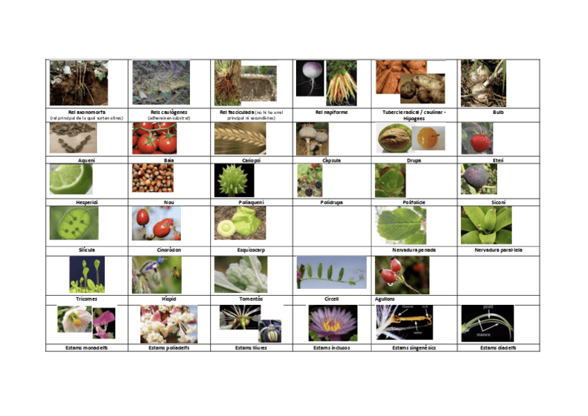 Miniatura del documento Organografia-test.pdf