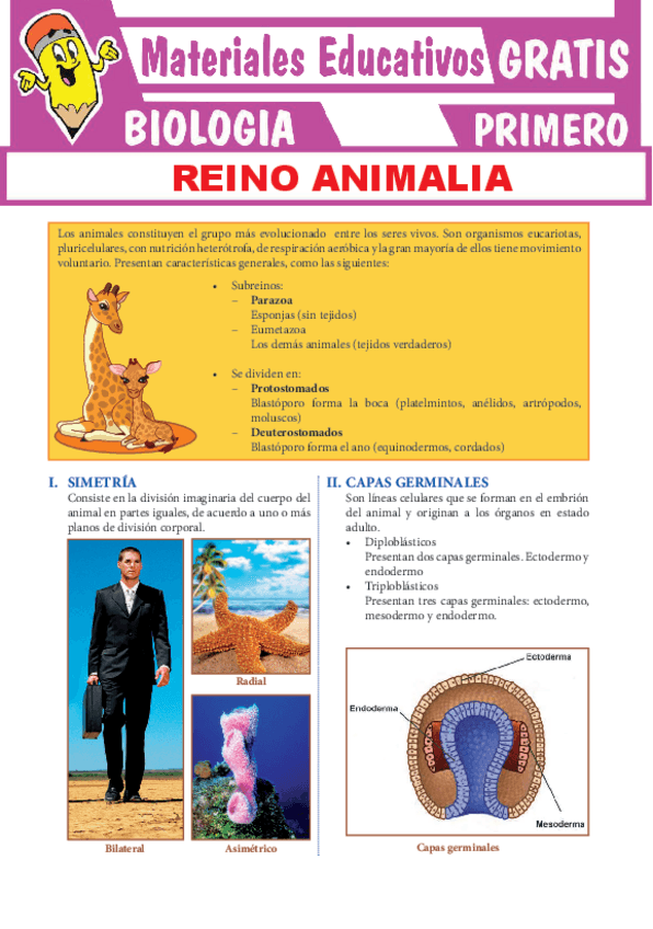 Miniatura del documento Reino-Animalia-para-Primero-de-Secundaria.pdf