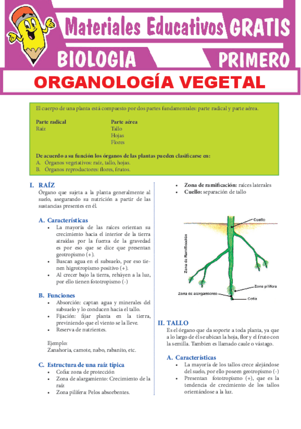 Miniatura del documento Partes-de-las-Plantas-para-Primero-de-Secundaria.pdf
