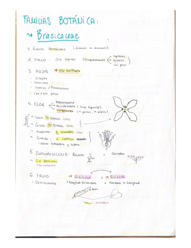 Miniatura del documento Caracteristicas-principales-familias-botanica.pdf