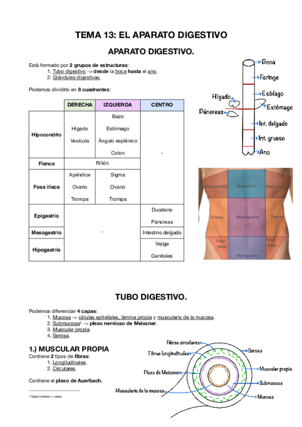 Miniatura del documento ANATOMIA-T.13-COMPLETO.pdf