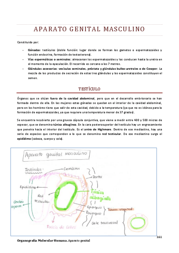 Miniatura del documento 7. Organografía. Aparato genital masculino.pdf