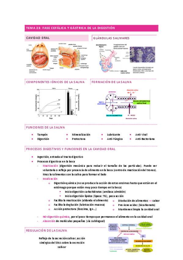 Miniatura del documento T23.-Fase-cefalica-y-gastrica-de-la-digestion.pdf