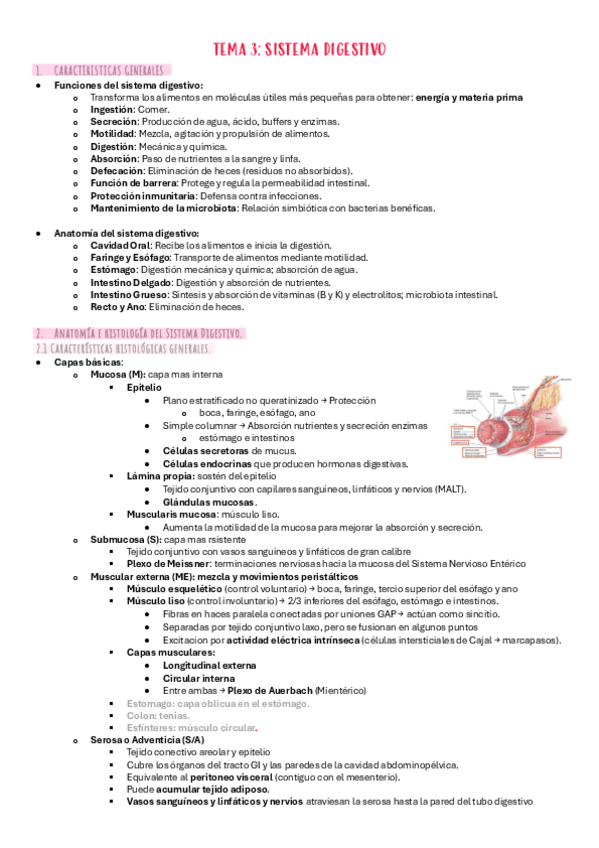 Miniatura del documento T.3-anatomia-e-histologia-digestiva.pdf