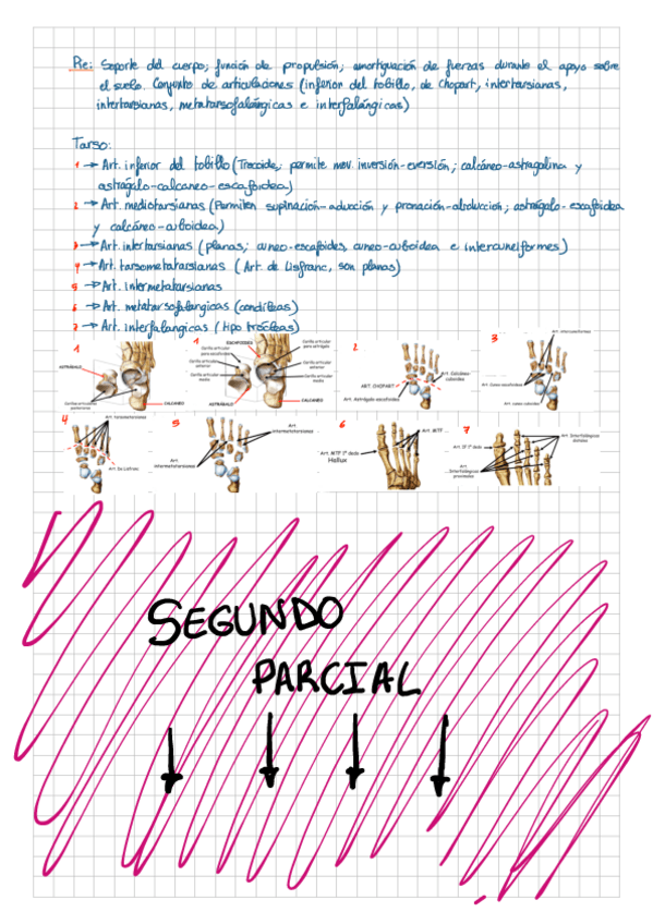 Miniatura del documento Anatomia-segundo-parcial.pdf