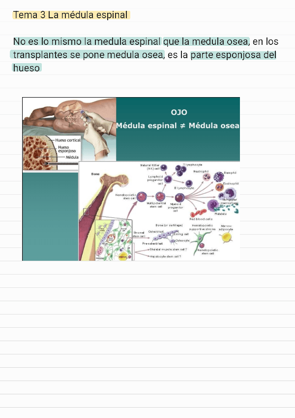 Miniatura del documento Tema-3-Medula-Espinal.pdf