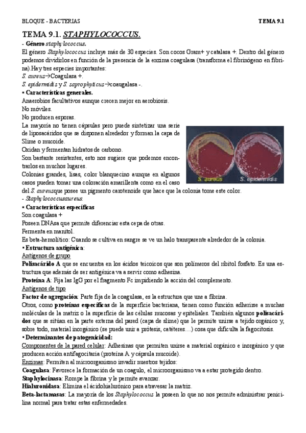 Miniatura del documento T9.1 - staphylos.pdf