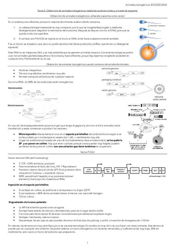 Miniatura del documento Tema-5.-Obtencion-de-animales-transgenicos-mediante-vectores-virales-y-a-traves-de-esperma.pdf