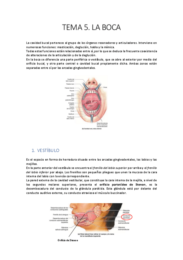 Miniatura del documento 5.-Boca.pdf