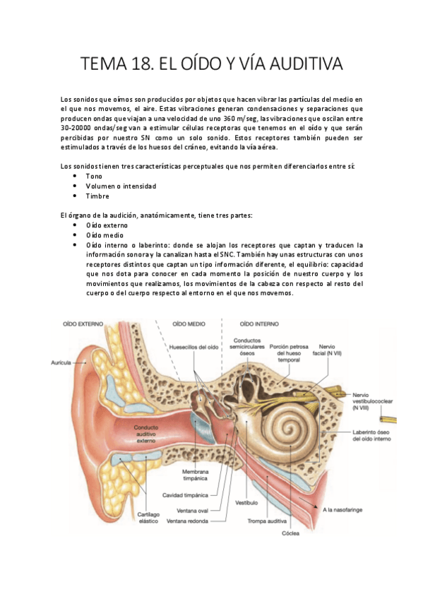 Miniatura del documento 18.-Oido-y-via-auditiva.pdf