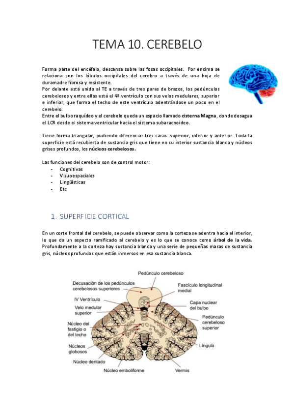 Miniatura del documento 10.-Cerebelo.pdf