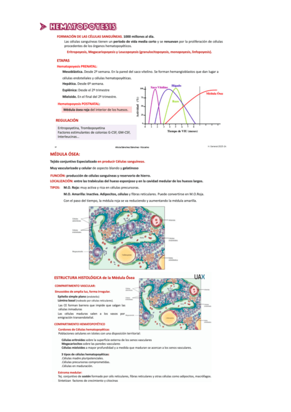 Miniatura del documento HEMATOPOYESIS-tejido-hematopoyetico-general.pdf