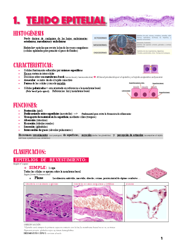Miniatura del documento T1-Tejido-epitelial.pdf