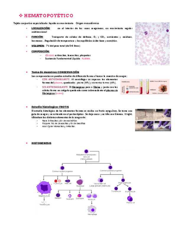 Miniatura del documento tejido-HEMATOPOYETICO-general.pdf