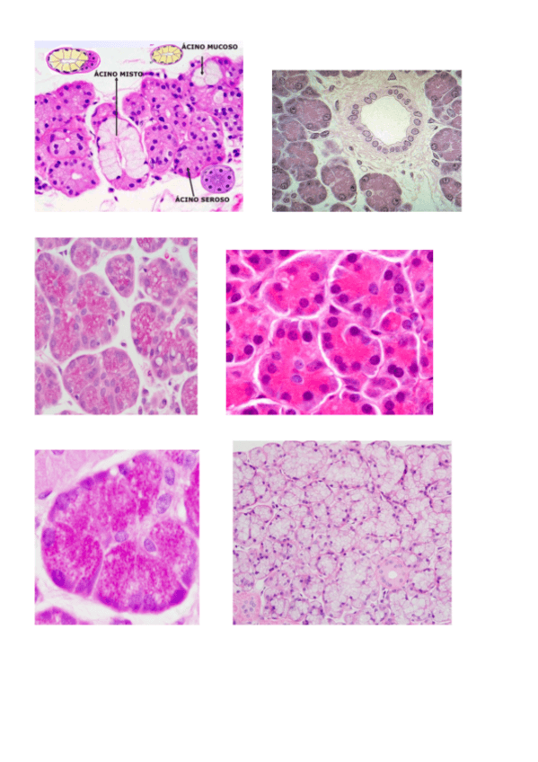 Miniatura del documento histo-general-fotos-2.pdf